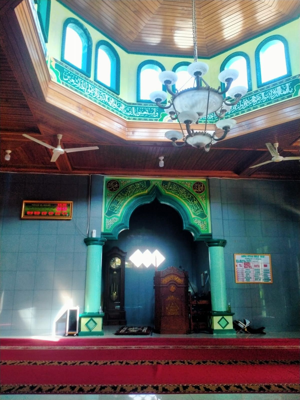 Mushuklarning yaqindan suratlari